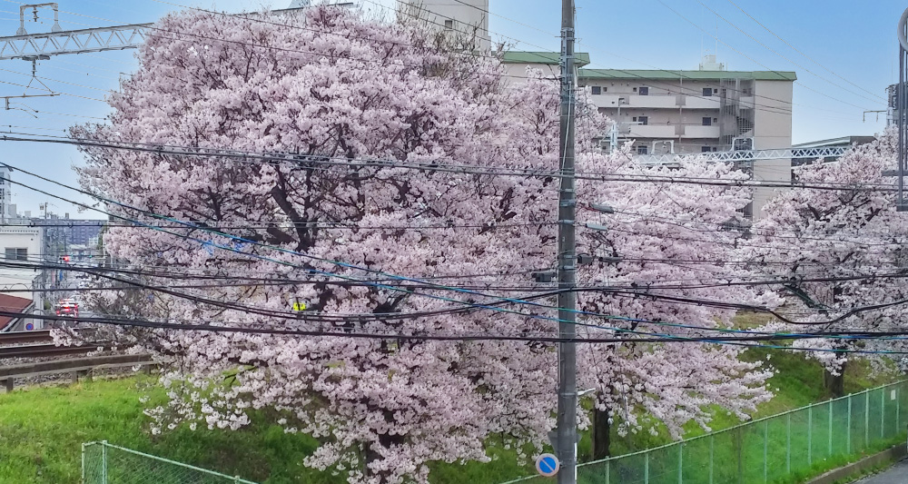 工房から見る京都の桜